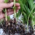 大量批发白芨苗白及块茎各种规格货源充足量大从优欢迎咨询