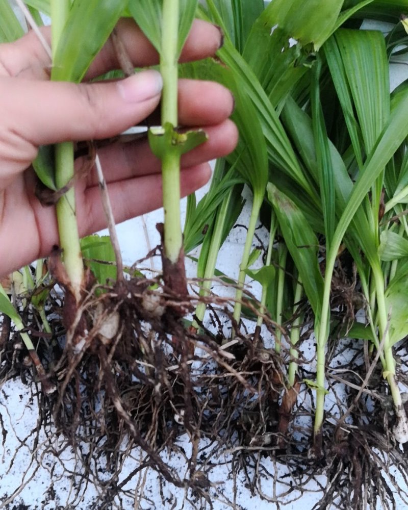 大量批发白芨苗白及块茎各种规格货源充足量大从优欢迎咨询