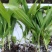 大量批发白芨苗白及块茎各种规格货源充足量大从优欢迎咨询