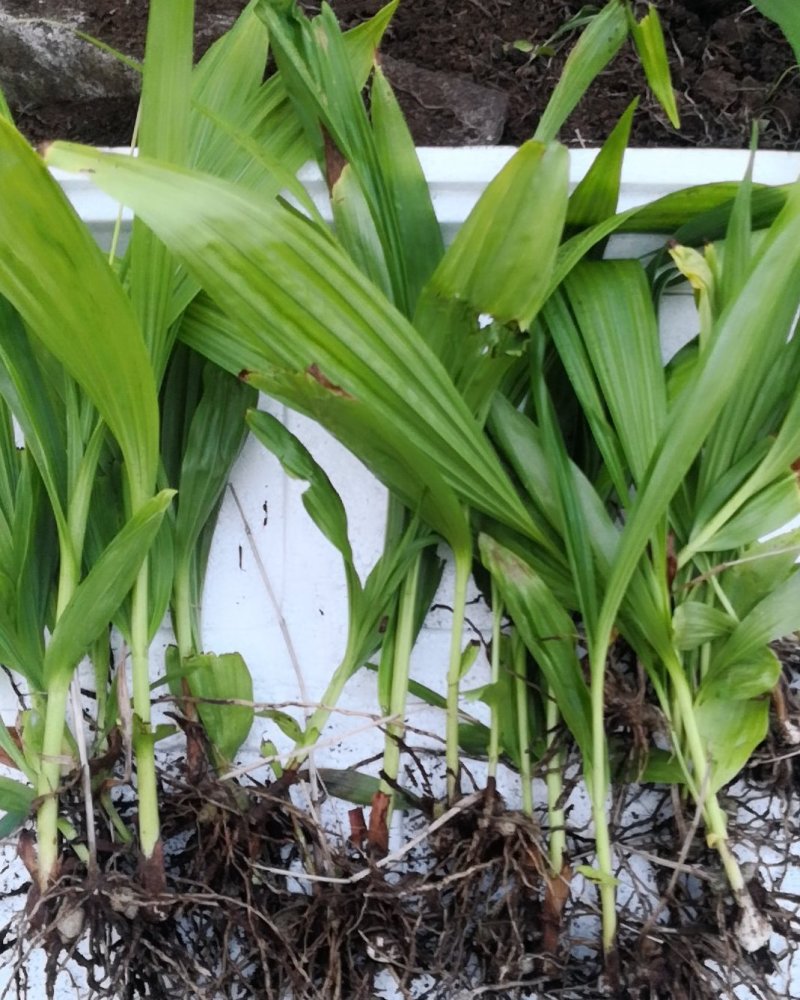 大量批发白芨苗白及块茎各种规格货源充足量大从优欢迎咨询