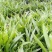 大量批发白芨苗白及块茎各种规格货源充足量大从优欢迎咨询