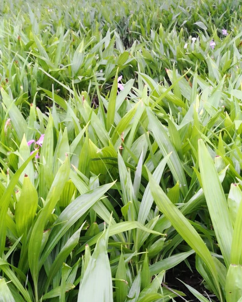 大量批发白芨苗白及块茎各种规格货源充足量大从优欢迎咨询