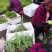 大量批发白芨苗白及块茎各种规格货源充足量大从优欢迎咨询