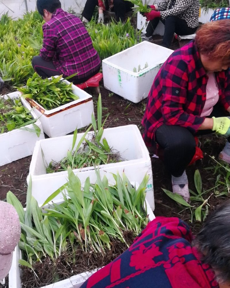 大量批发白芨苗白及块茎各种规格货源充足量大从优欢迎咨询