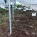 大量批发白芨苗白及块茎各种规格货源充足量大从优欢迎咨询