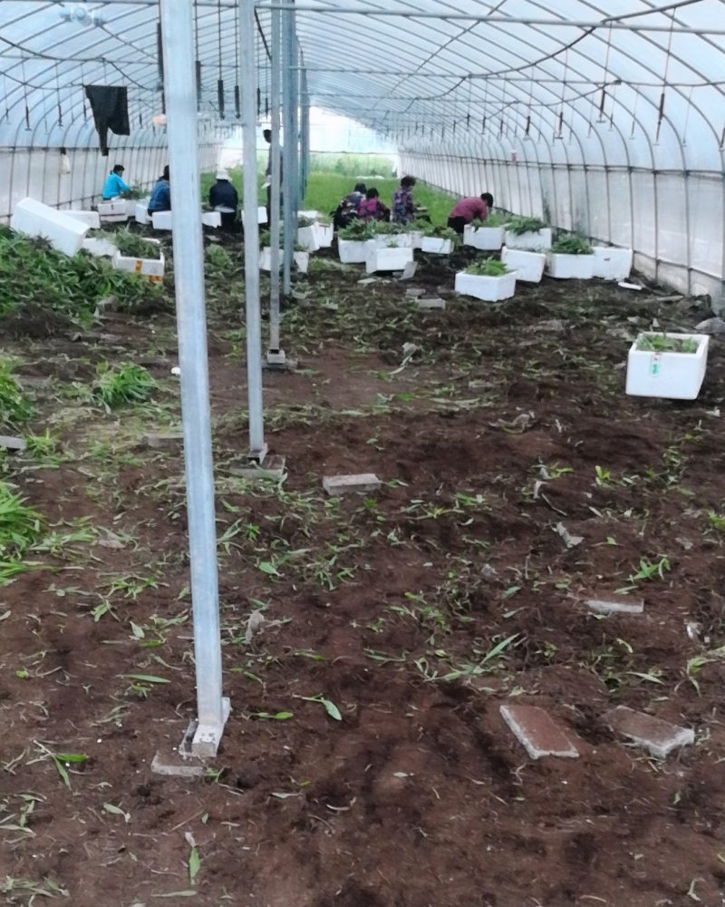 大量批发白芨苗白及块茎各种规格货源充足量大从优欢迎咨询