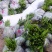 大量批发白芨苗白及块茎各种规格货源充足量大从优欢迎咨询