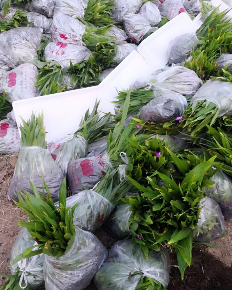 大量批发白芨苗白及块茎各种规格货源充足量大从优欢迎咨询
