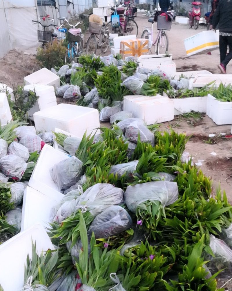 大量批发白芨苗白及块茎各种规格货源充足量大从优欢迎咨询