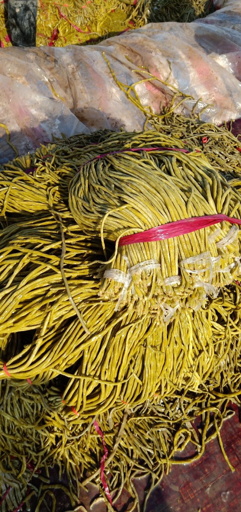 酸豆角大量出售酸豆角