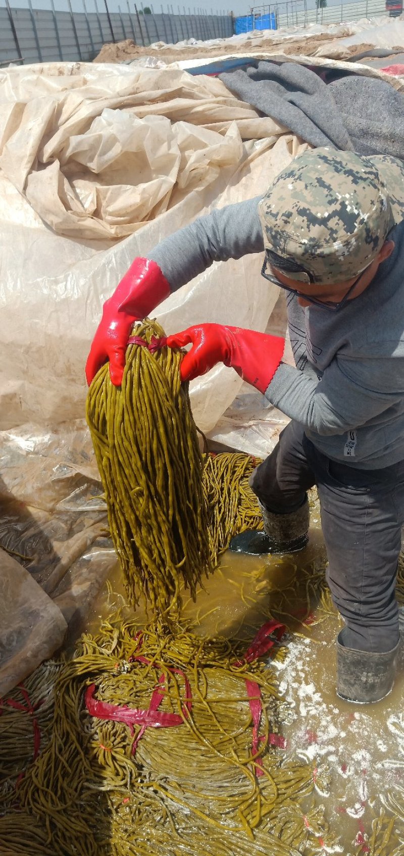 酸豆角大量出售酸豆角