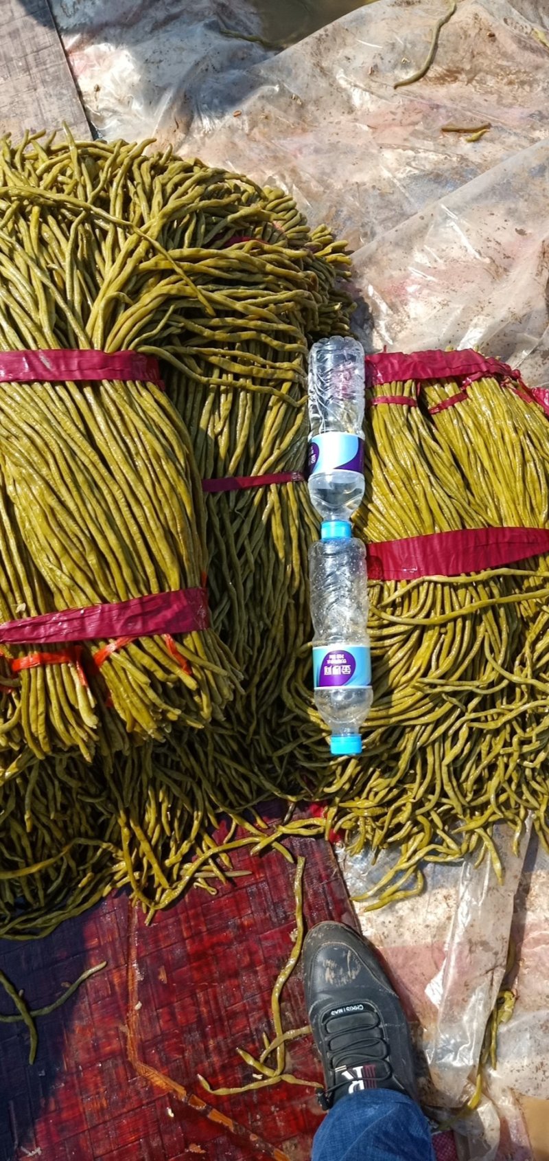 酸豆角大量出售酸豆角