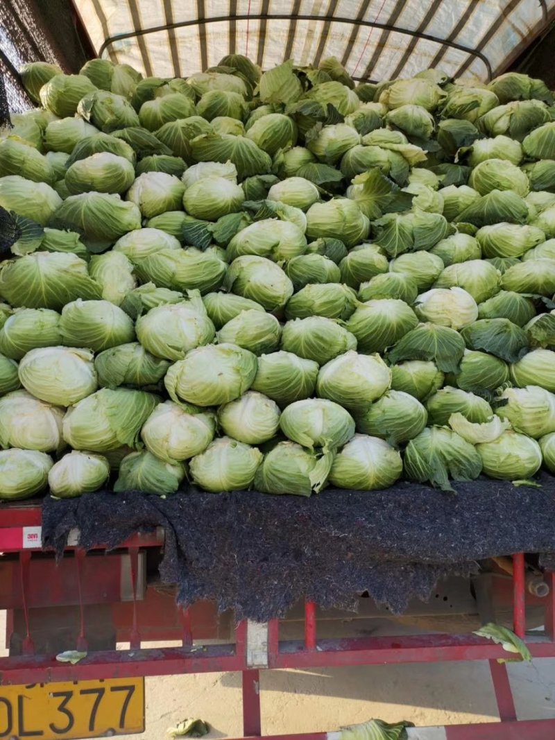 湖北天门早包菜甘蓝产地直发一手货源质量保证欢迎来电咨询