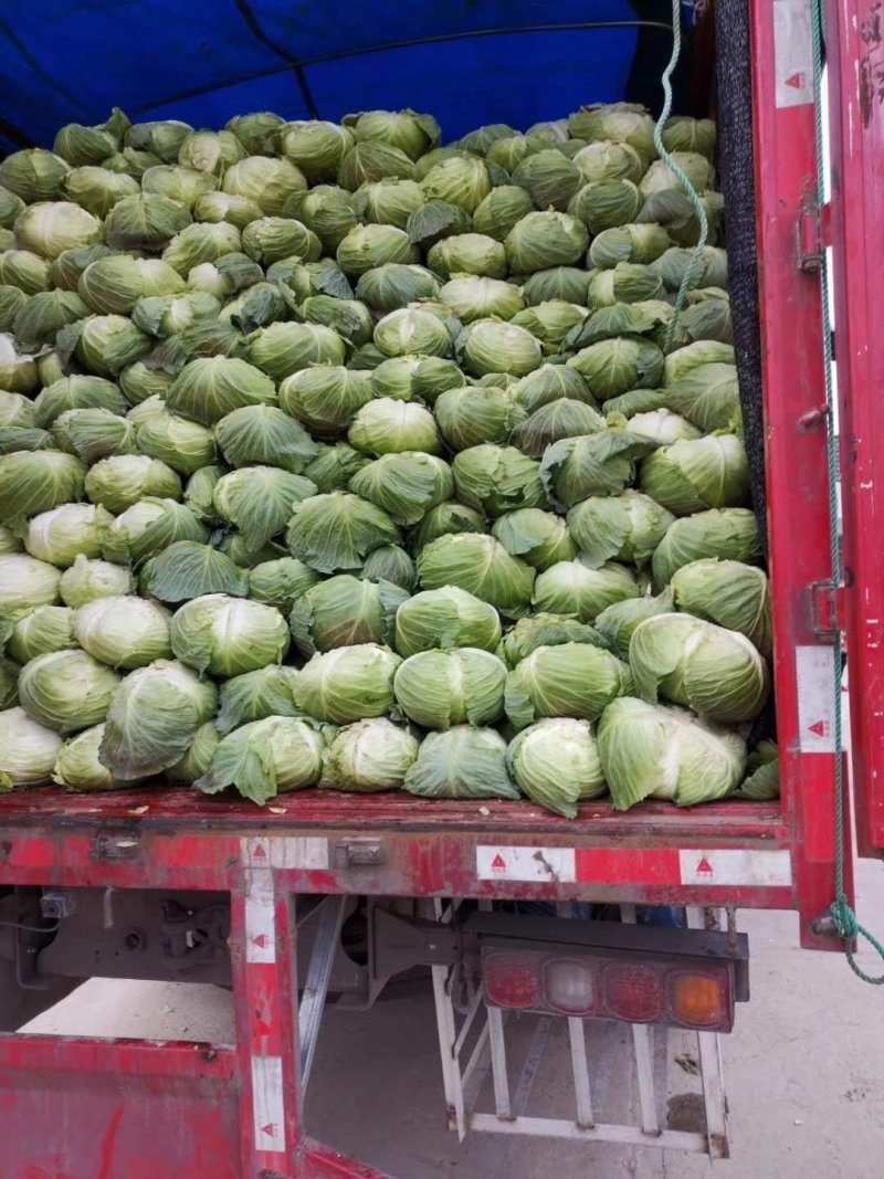 湖北天门早包菜甘蓝产地直发一手货源质量保证欢迎来电咨询