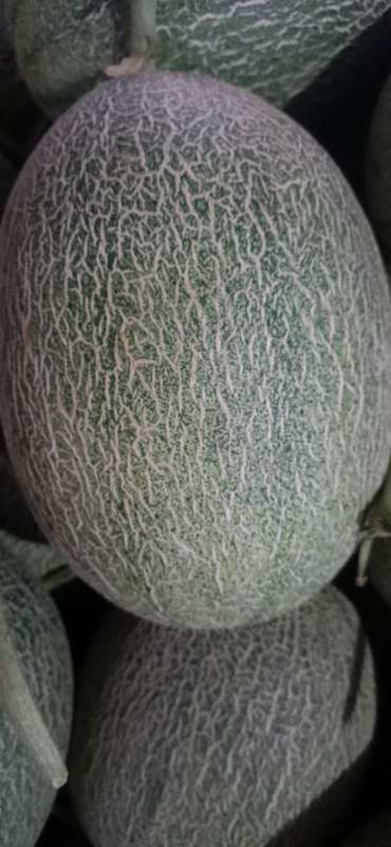楚雄广通西周蜜（小蜜脆瓜）上市