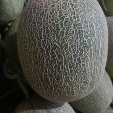 楚雄广通西周蜜（小蜜脆瓜）上市