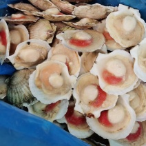 半壳扇贝大帆立贝肉冷冻特大带黄扇贝肉烧烤食材半壳虾夷贝