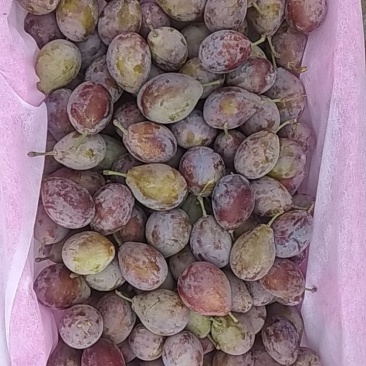 西梅，鲜杏，红富士苹果，核桃，巴旦木