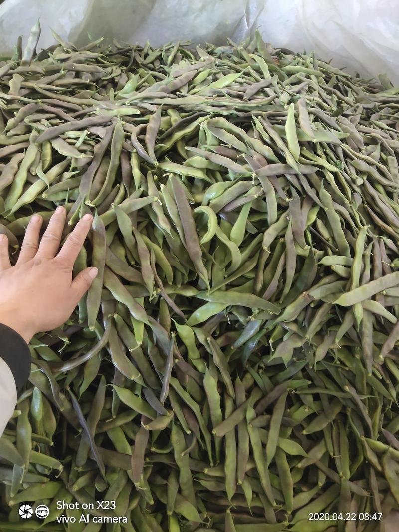 紫花油豆~产地大量上市，聊城实力代收～庆增菜站