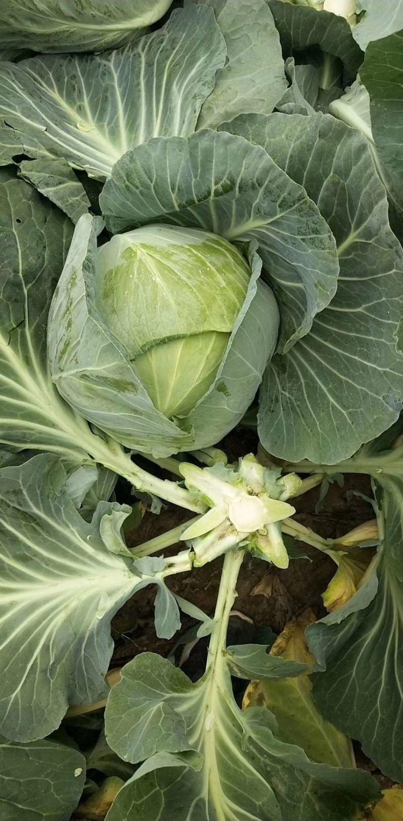 湖北天门早包菜甘蓝产地直发一手货源质量保证欢迎来电咨询