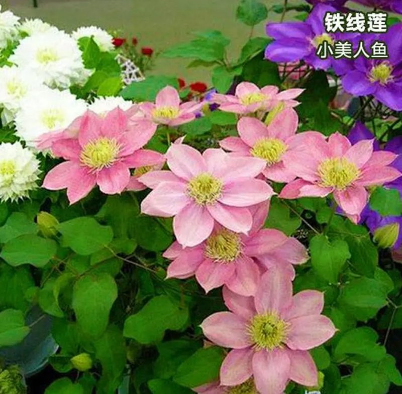 进口铁线莲种球根盆栽铁线莲花苗庭院植物爬藤攀援花卉绿植物
