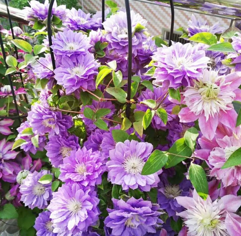 进口铁线莲种球根盆栽铁线莲花苗庭院植物爬藤攀援花卉绿植物