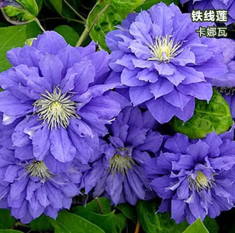 进口铁线莲种球根盆栽铁线莲花苗庭院植物爬藤攀援花卉绿植物