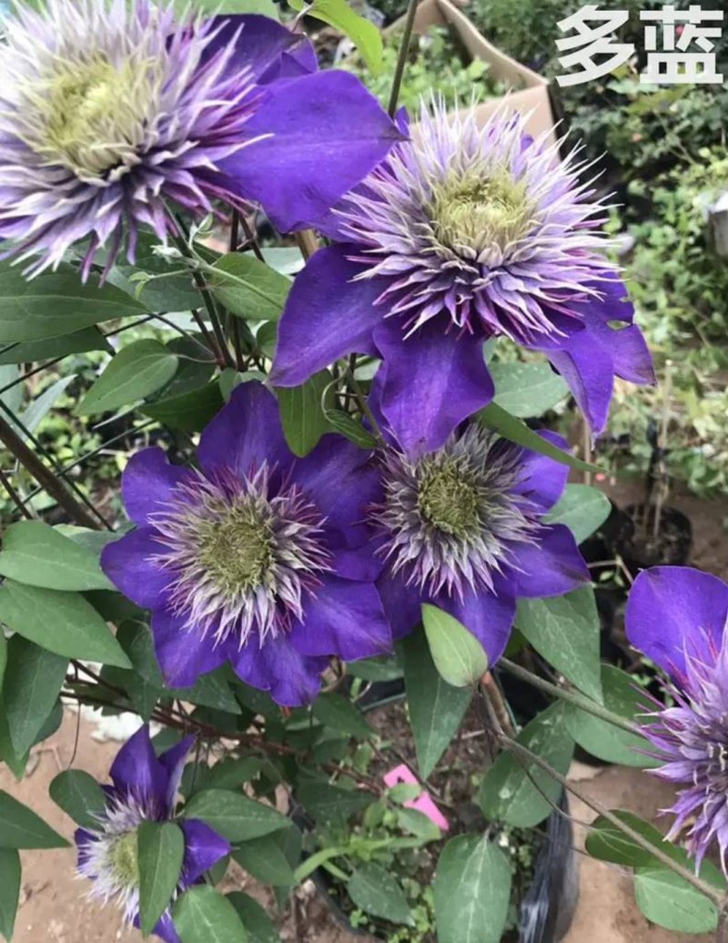 进口铁线莲种球根盆栽铁线莲花苗庭院植物爬藤攀援花卉绿植物