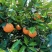 正宗原产地～～～奉节脐橙纯甜多汁，绿色食品