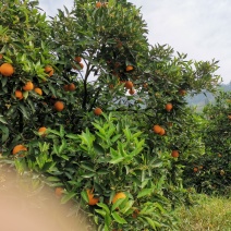 正宗原产地～～～奉节脐橙纯甜多汁，绿色食品
