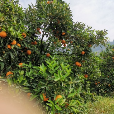 正宗原产地～～～奉节脐橙纯甜多汁，绿色食品