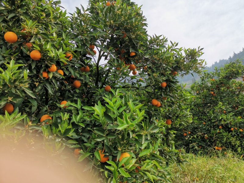正宗原产地～～～奉节脐橙纯甜多汁，绿色食品
