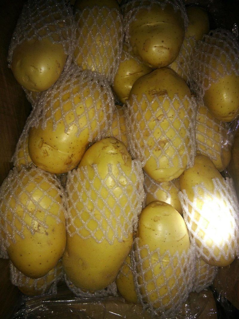 滕州土豆大量上市