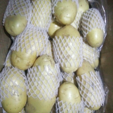 滕州土豆大量上市