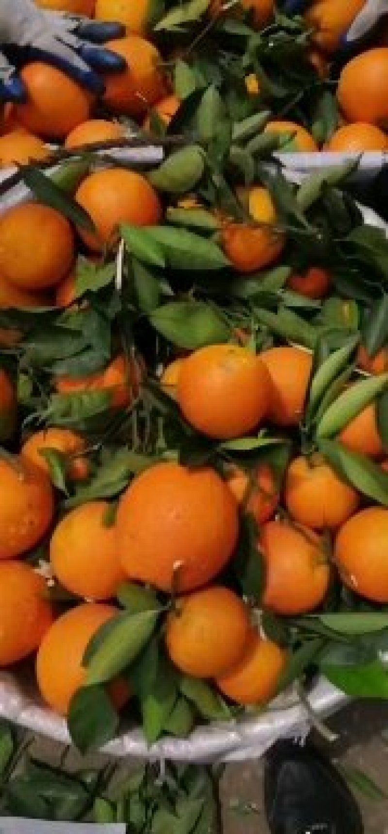 正宗原产地～～～奉节脐橙纯甜多汁，绿色食品