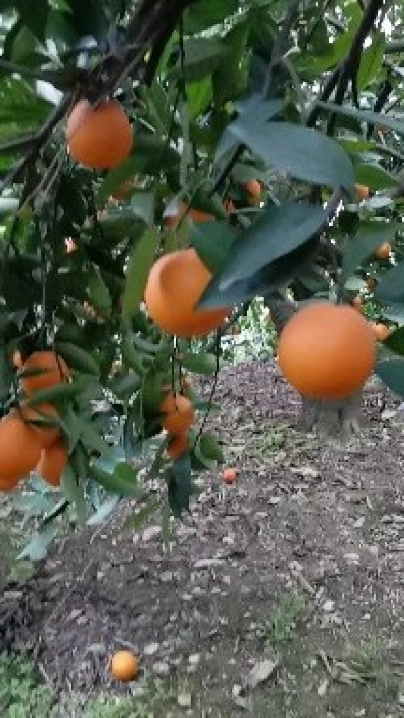 正宗原产地～～～奉节脐橙纯甜多汁，绿色食品