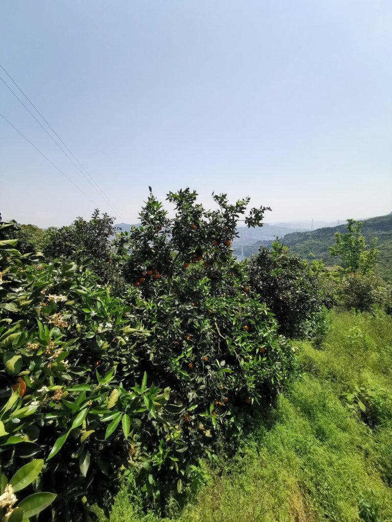 正宗原产地～～～奉节脐橙纯甜多汁，绿色食品