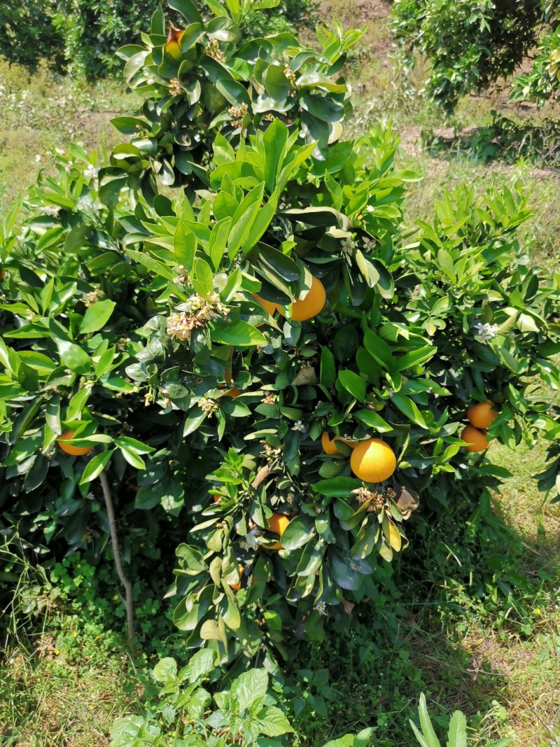 正宗原产地～～～奉节脐橙纯甜多汁，绿色食品
