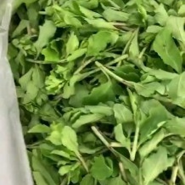 枸杞芽菜