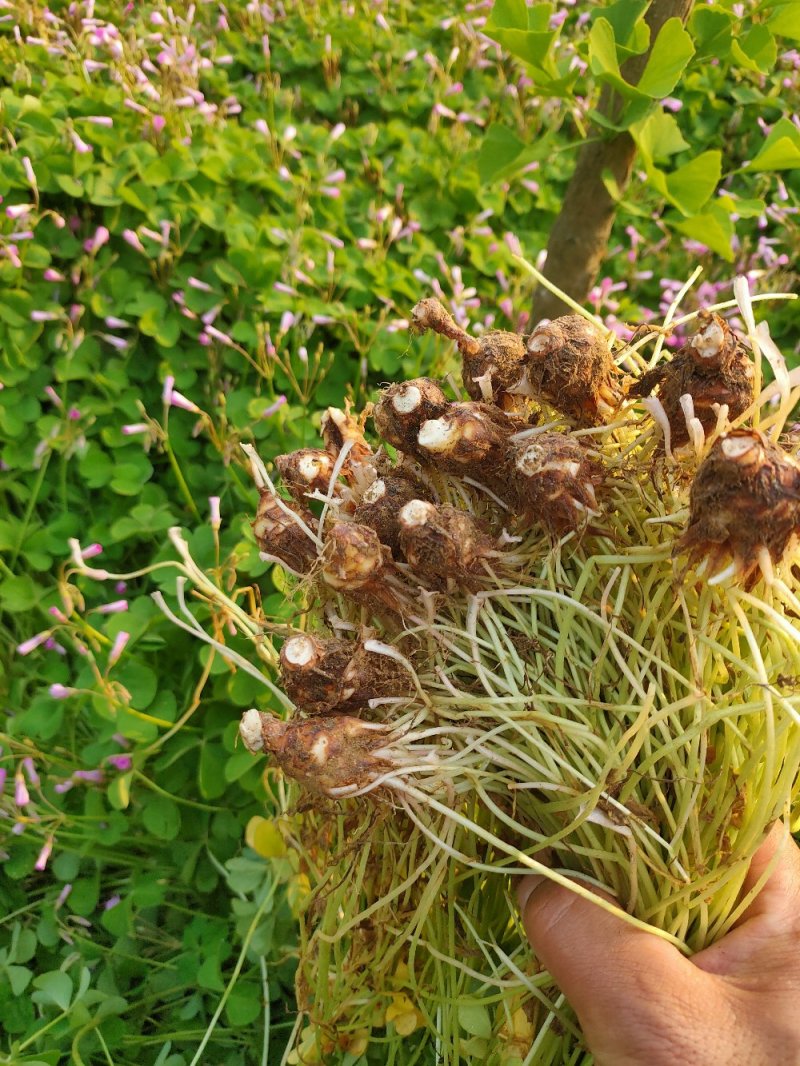 【红花草】红花蘸酱草，红花草，杂酱草，花草