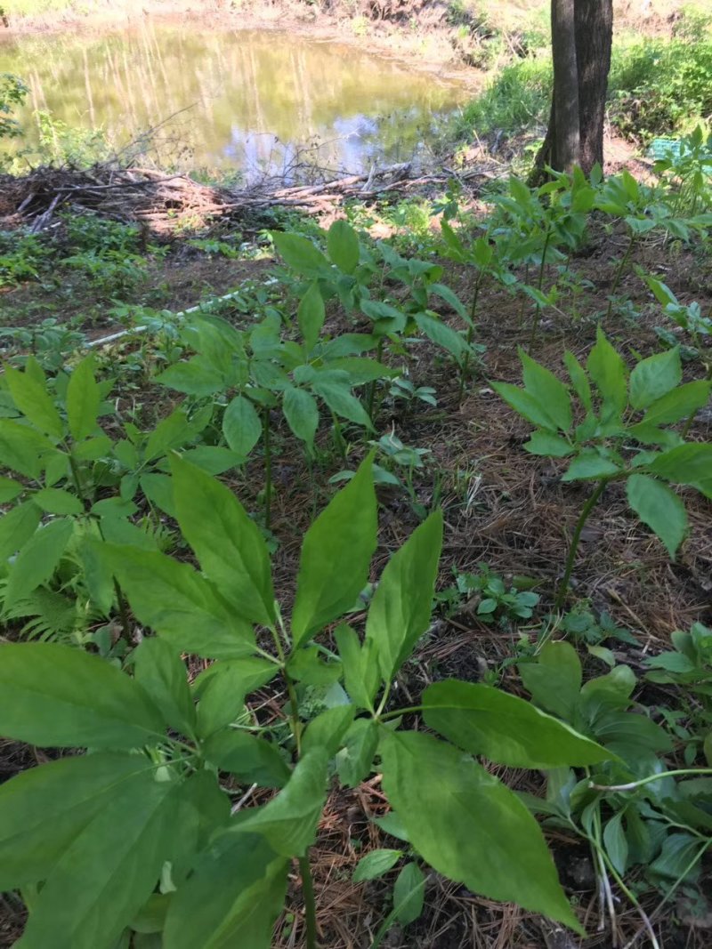 【春季种植特价】人参苗100颗园参子林下参子