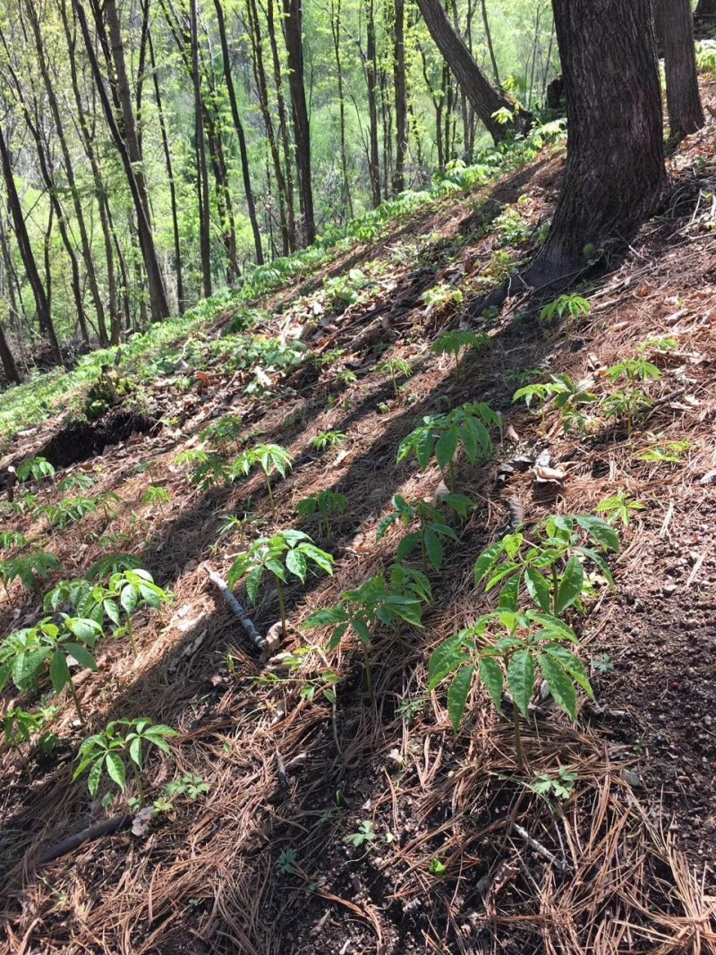 【春季种植特价】人参苗100颗园参子林下参子