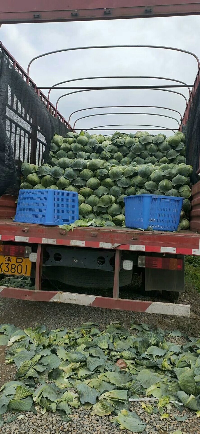 大量供应，奥奇那，扁包菜基地供应货量充足价格便宜