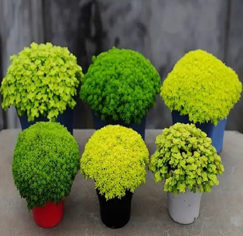 黄金万年草多肉植物盆栽护盆草肉肉植物绿植花卉原盆土栽好丸