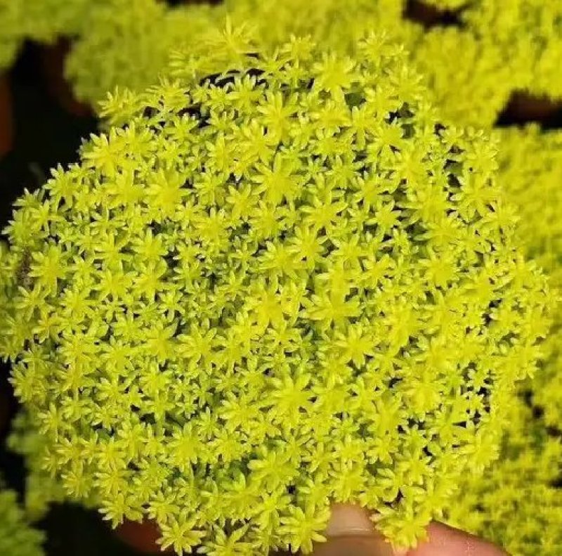 黄金万年草多肉植物盆栽护盆草肉肉植物绿植花卉原盆土栽好丸