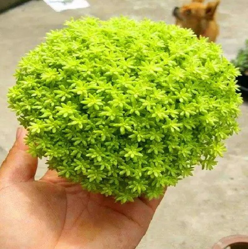黄金万年草多肉植物盆栽护盆草肉肉植物绿植花卉原盆土栽好丸