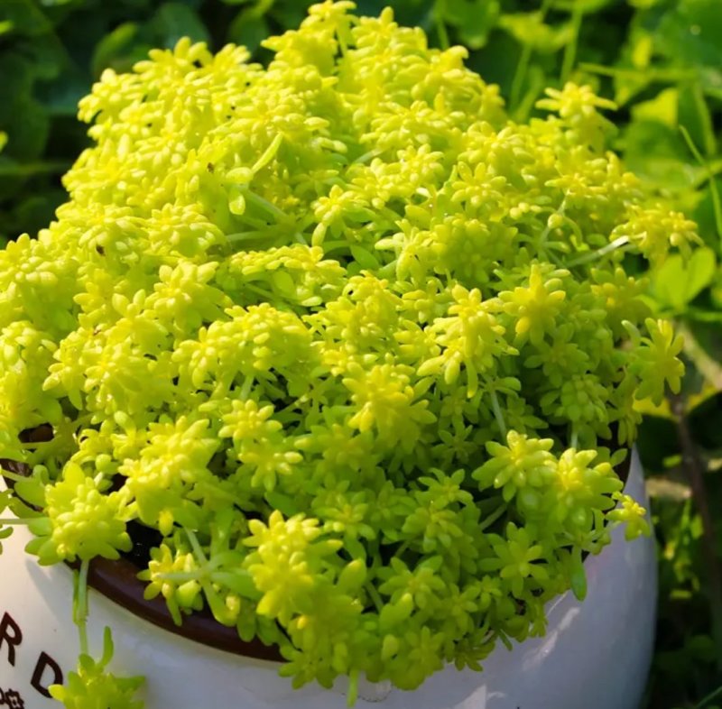 黄金万年草多肉植物盆栽护盆草肉肉植物绿植花卉原盆土栽好丸