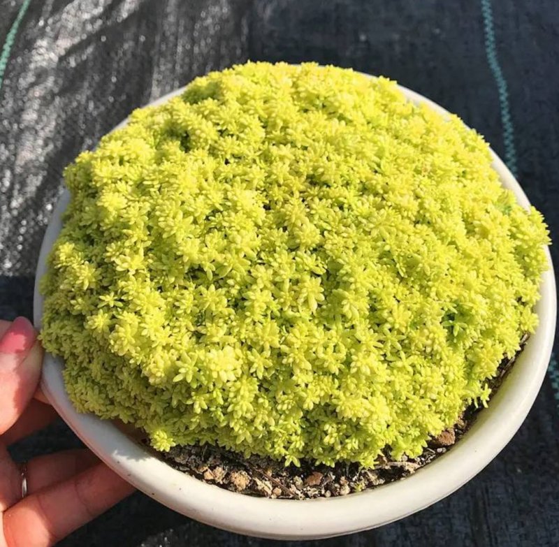 黄金万年草多肉植物盆栽护盆草肉肉植物绿植花卉原盆土栽好丸