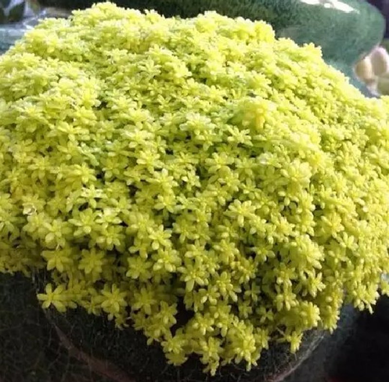黄金万年草多肉植物盆栽护盆草肉肉植物绿植花卉原盆土栽好丸