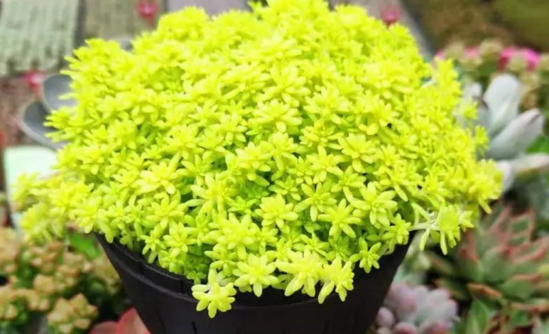 黄金万年草多肉植物盆栽护盆草肉肉植物绿植花卉原盆土栽好丸